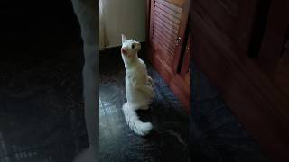 എന്റെ ചൊമല നിക്കർ എവടെ പോയി 😹😹 #cat #catvideos #funny #catlover #catfunny #subscribe