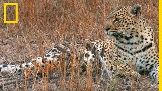 Les léopards, royaume des matriarches