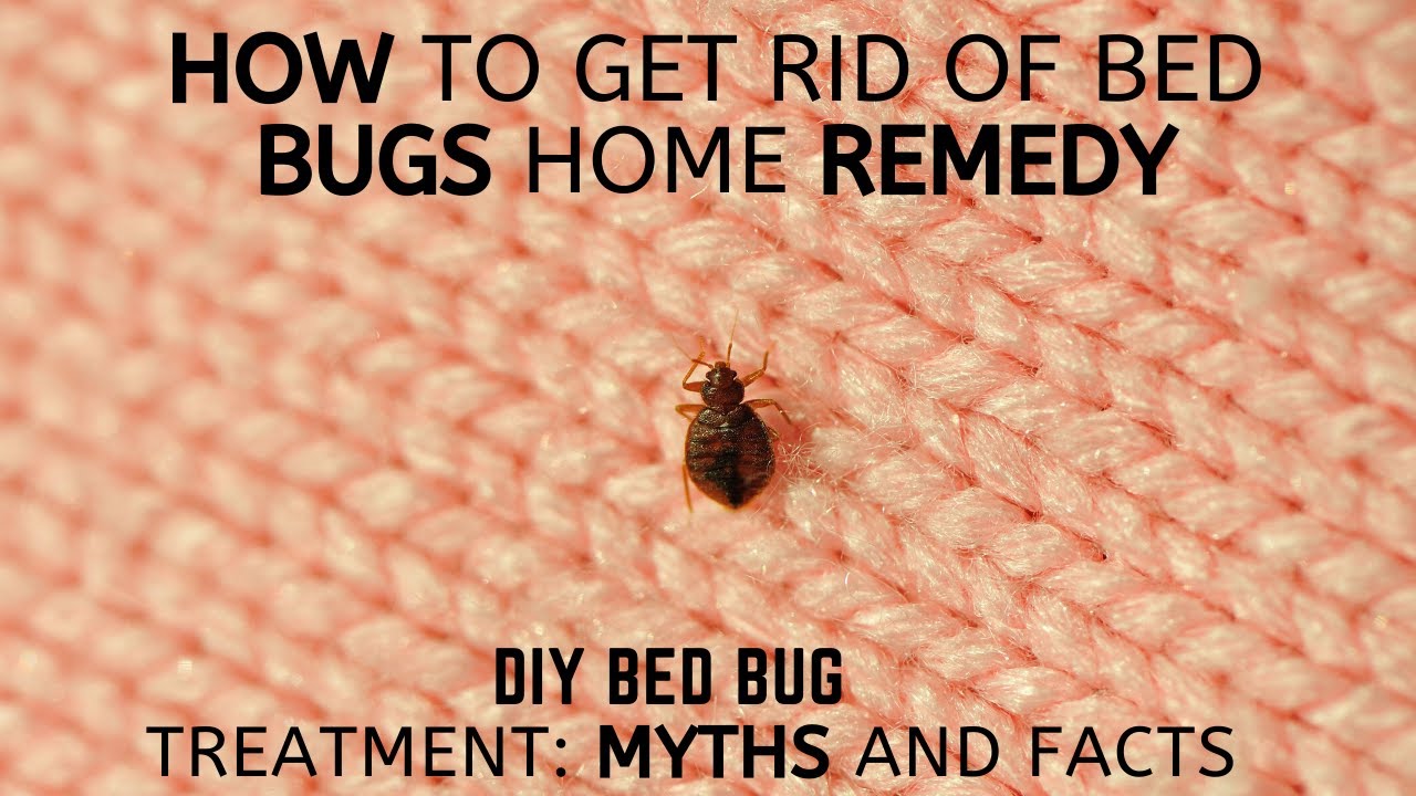 How To Get Rid Of Bed Bugs Home Remedy | DIY Bed Bug Treatment: Myths ...