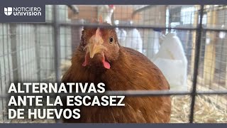 Renta de gallinas, la solución de algunas familias ante la escasez de huevos en EEUU