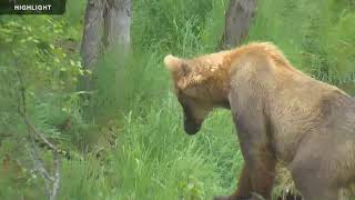 Riffles - Katmai National Park 2022 Season Highlights