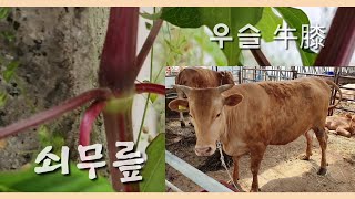 6월 들풀 🌱 우리학교 풀 🏫 쇠무릎 외 3종 🐮 외 쇠무릎일까?