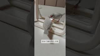 【初めて鏡を見た生後1ヶ月のシルバー文鳥】#javasparrow #bird #シルバー文鳥のぎんちゃん