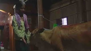 Breastfeeding Calf Hd Videos