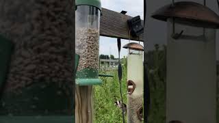 Great tit \u0026 Goldfinches feeding on sunflower seeds