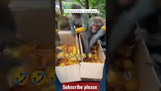 funny clip. of monkey #comedy #shorts #shorts #viral #funny #funny #trending #fun #youtubeshorts
