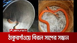 বিরল ‘রেড কোরাল কুকরি’ সাপ ধরা পড়েছে ঠাকুরগাঁওয়া | Snake