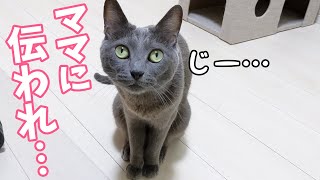 無言で何かを訴える猫の後をついていってみたら…？