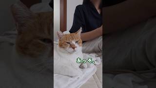 主が熱で倒れた時の猫の反応は‥ #元野良猫チャチャ #猫武将 #ねこ #ネコ #チャチャ #猫 #cat