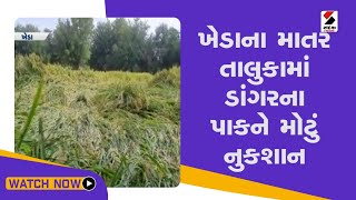 ખેડાના માતર તાલુકામાં ડાંગરના પાકને મોટું નુકશાન@SandeshNewsTV