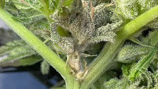 Eleven Roses Early .  Delicious seeds.  Bud rot inspection ….