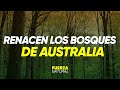 AUSTRALIA RENACE DESPUÉS DE LOS INCENDIOS - #FuerzaNatural