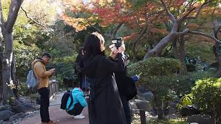 紅葉散歩　日比谷公園　深い紅葉　2019/11/29 34