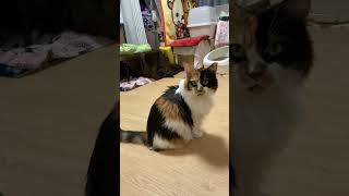 うま娘(新入り猫)が動くだけで威嚇するパンク😹