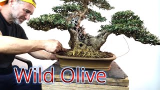 Olive bonsai