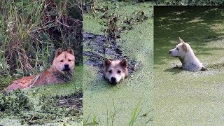 中华田园犬狩猎纪实，小白阿黄灰灰深入沼泽各显身手，看谁更厉害