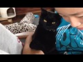 黒猫ボンベイ赤ちゃん。black bombay cat（黒のボンベイ猫）爪切り嫌いベニスの爪を娘が切った！