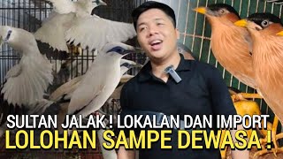 BEDA KELAS ! UPDATE HARGA BURUNG JALAK LENGKAP SULTAN JALAK PASAR BURUNG PRAMUKA KIOS SIGIT