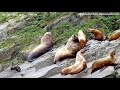 Peak Breeding Season for Male Steller Sea Lions: Chiswell Island Steller Sea Lion Research 2023