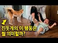 몸부림치며 떼쓰는 체리를 유심히 관찰하더니 진돗개가 한 신기한 행동