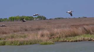 Exploring Maryland's Eastern Shore Narrated