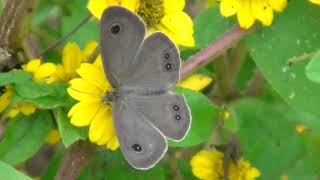 羽根を開閉しながら花の蜜を吸うヒメウラナミジャノメ【昆虫観察】