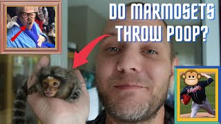 Do Marmoset Monkeys Throw Poop? #fingermonkey #commonmarmoset #adorablepets #apes