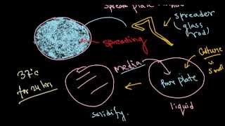 Bacterial culture