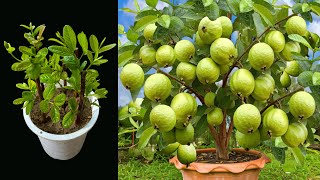 Grow Guava Trees Fast With Aloe Vera And Planted in sand, best Idea for growing guavas trees