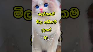 ලෝකයේ මිල අදිකම පූසන් 10 | top 10 most expensive cats in the world |🥰😱| #shorts #top10 #viral