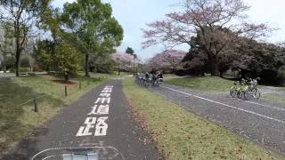 【2015 Spring】昭和記念公園　桜散るサイクリングコースを走ってみた　Showa Memorial Park