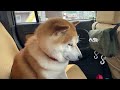 shibe at a gas station