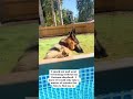 German shepherd HUNTS down MOM! #shorts #germanshepherd