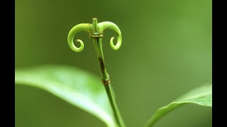 Кошачий коготь - великолепная находка !