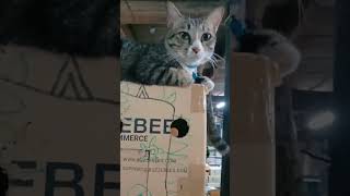 แมวกระดิกหางดุกดิ๊ก 😸Cats wagging their tails #cat #catvideos