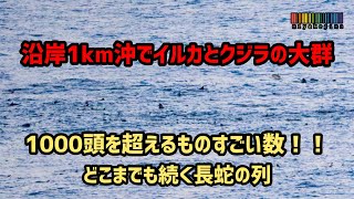 【驚愕！！】沿岸１Kmあたりに1000頭超の巨大なイルカとクジラの大群！