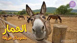 15 معلومة طريفة وممتعة قد لا تعرفها عن الحمار🦓 سلسلة عالم الحيوان