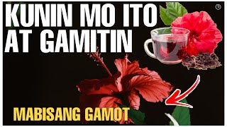 ALAMIN ANG MGA GAMIT AT PAKINABANG NG GUMAMELA O TROPICAL HIBISCUS | Bhes Tv