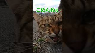 最初警戒してたのに誰か分かった瞬間甘え始める猫が可愛すぎる#shorts