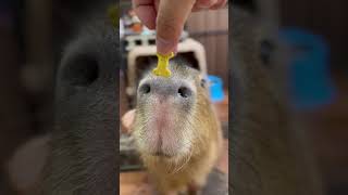 かぴばら の 怪訝そうなふるまい。げ に いとおかし #capybara