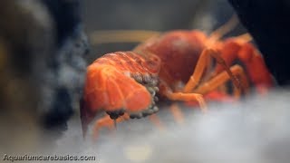 Berried Crayfish Fanning Her Eggs