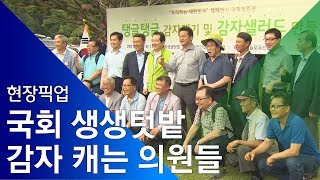 [소셜스토리] 국회의원들 감자 캐는 게 요즘 유행?