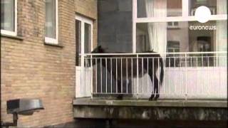 Donkey Lola's braying too loud for Brussels neighbours   euronews, world news