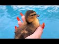 We rescued the CUTEST Baby DUCKLINGS from a pool!