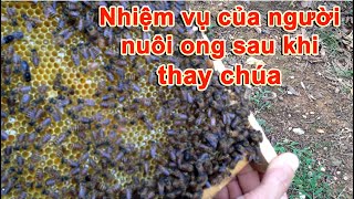 Nhiệm vụ của người nuôi ong sau khi thay chúa