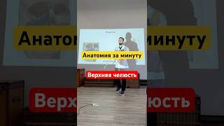 Верхняя челюсть #анатомия #врач #медицинский #медицина