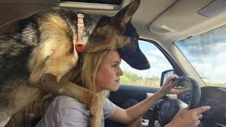 When your dog is like your mentor🤣 Funny Dog and Human