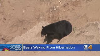 Colorado Officials Warn Residents As Bears Emerge From Dens