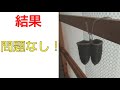 【検証】100均指サック、洗濯してみた！ 初実写動画！