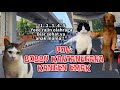 POV BOBBY KARTANEGARA KANGEN BANGET SAMA EMAK | MEME KUCING | #pov #meme #kucing #cat